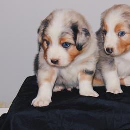 Australian Shepherd Puppies from Cooper Ridge Aussies