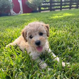 Surfer - Red  male Poodle puppy in Wharton, Texas from In the Red Poodles