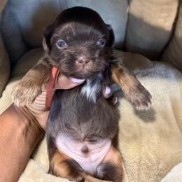 Prince Orange - Liver and white male Shih Tzu puppy in Xenia, Ohio from Crown & Tress Shih Tzu