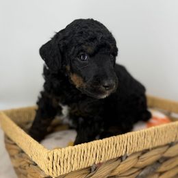 Elm - Phantom male Poodle puppy in Greeneville, Tennessee from Smokey Mountain Sheepadoodles