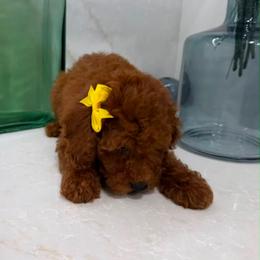 Nala - Red female Cavapoo puppy in Mint Hill, North Carolina from DoodleForever