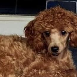 Apollo - Maltipoo