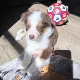 Rose - Chocolate female Border Collie puppy in Guffey, Colorado from Sunset Ridge