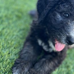 Missi - Sheepadoodle puppy from Desert Lily Doodles