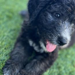 Missi - Sheepadoodle puppy from Desert Lily Doodles