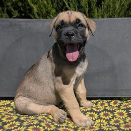Girl 1 - Fawn female Cane Corso puppy in Prescott Valley, Arizona from Willow’s Meadow