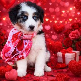 Beau - Blue merle male Australian Shepherd puppy in Harrah, Oklahoma from Kamm's Aussies