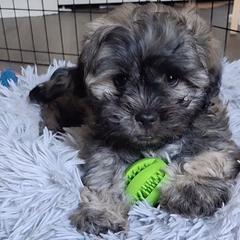 Onyx the Ewok Malshi - Brown male Mal-Shi puppy in Apollo Beach, Florida from Gemstone Exclusive Pups of Florida