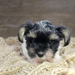 Prince - Parti male Yorkshire Terrier puppy in Mountain Grove, Missouri from Precious Puppies