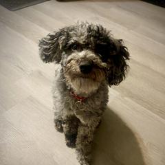 Minnie - Goldendoodle