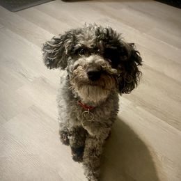 Minnie - Goldendoodle