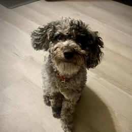 Minnie - Goldendoodle