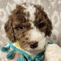 Goldendoodles from Chocolate Doodle Puppy Boutique