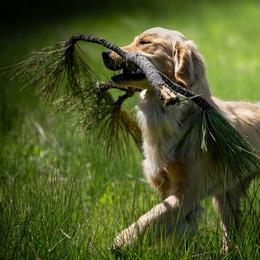 Border Collies and Golden Retrievers from AmazingK9s