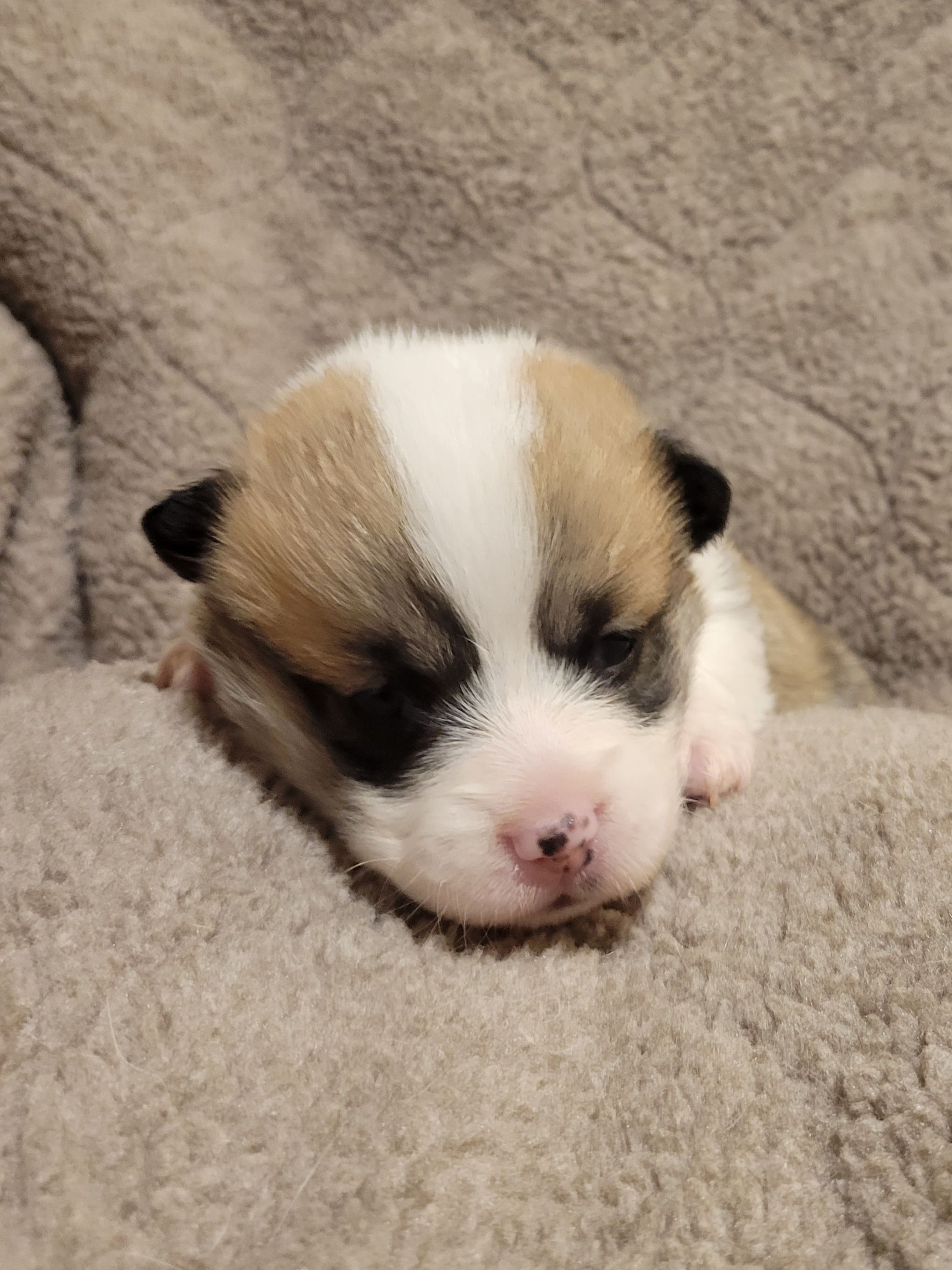 Standard coat girl - Pembroke Welsh Corgi puppy in Laramie, Wyoming from Walkabouts Corgis