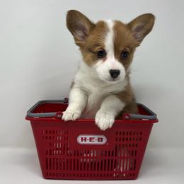 Snowball - Red female Pembroke Welsh Corgi puppy in Waco, Texas from The Comma Corgis