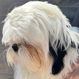 Chewy - Black and white male Shih Tzu puppy in Victorville, California from Precioustzus