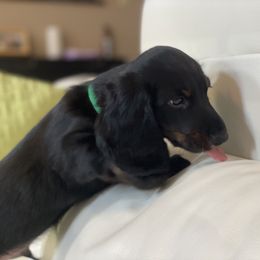 Dachshund Puppies from Meyerhaus (Weenie-Corn Ranch)