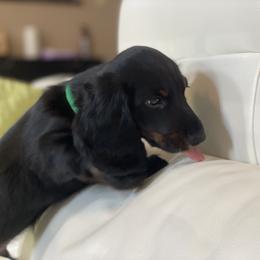 Dachshund Puppies from Meyerhaus (Weenie-Corn Ranch)