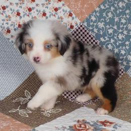 Almond - Blue merle male Toy Australian Shepherd puppy in Okeana, Ohio from Fetching Toy Aussies