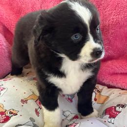 Rosy - Black & white female Miniature Australian Shepherd puppy in Norco, California from River Springs Aussies