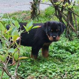 Girl 4 - Black and mahogany female Rottweiler puppy in Snohomish, Washington from Sky Valley Rottweilers