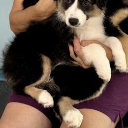 Miniature Australian Shepherd All Grown Up from Jayna Crisp