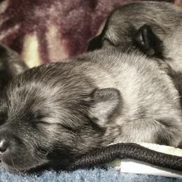 Keeshond Puppies from StarStruck Keeshonden
