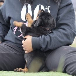 Rottweiler Puppies from Maniac Kennels