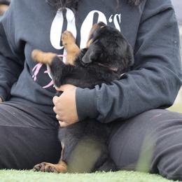 Rottweiler Puppies from Maniac Kennels