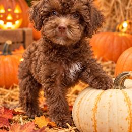 Brownie - Brown male Poodle puppy in Davie, Florida from Sweet Peluditos