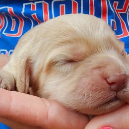 Windy - Cream female Cockapoo puppy in Indiahoma, Oklahoma from Phamily Doodles