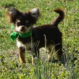 Marla - Chocolate and tan female Chihuahua puppy in Gloucester, Virginia from Charlotte's Web of Chihuahuas