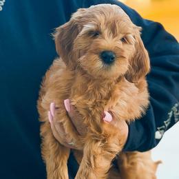 La Toya - Red  female Goldendoodle puppy in Garden Grove, California from Sunkissed Doodles