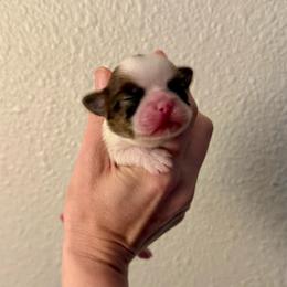 Chocolate Chip - Black gold and white female Shih Tzu puppy in Stroud, Oklahoma from Laik’s Little Shihtz & Poms