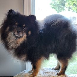 Indy - Pomeranian