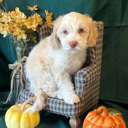 Maple - Aqua collar - Caramel cream female Australian Labradoodle puppy in Caldwell, Idaho from Leila Pearson