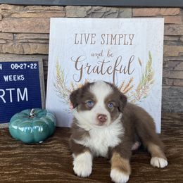 Boy 3 - Red Miniature Australian Shepherd puppy in Deridder, Louisiana from AussieSmiths