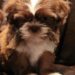 Shih Tzus from Fancy Shih Tzus