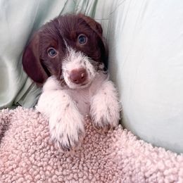 Dachshund and German Shepherd Puppies from Mountain Valley Kennel