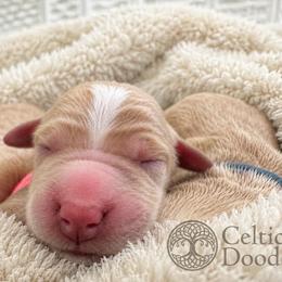 Cheer Bear - Apricot female Goldendoodle puppy in Rocky Point, North Carolina from CelticDoods