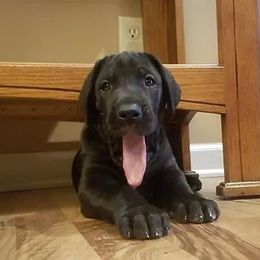 Great Dane Puppies from VanDelft Danes