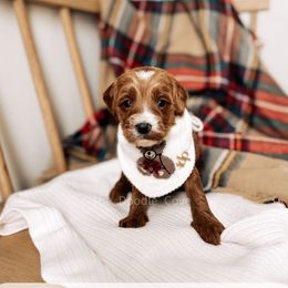Rich - RL Christmas - Red  male Goldendoodle puppy in Syracuse, Indiana from The Doodle Cove