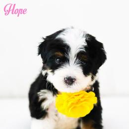 Hope - Black tri-color female Aussiedoodle puppy in Diamond Bar, California from Furrytaildoodles