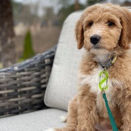 Goldendoodles from Ski Family Doodles