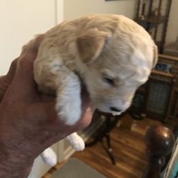 Poodle Puppies from Jm’s Precious Poodles