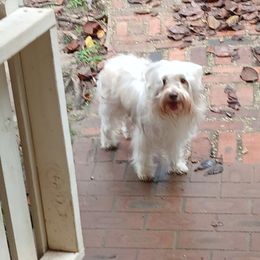 Companion Cross All Grown Up from Fancy SNORKIES