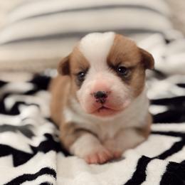 Cash - Red male Pembroke Welsh Corgi puppy in Beggs, Oklahoma from Blue Diamond Corgi’s