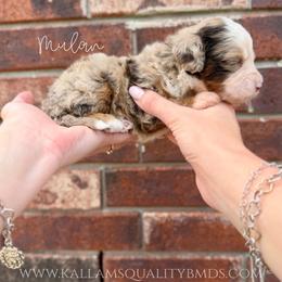 Mulan - Chocolate merle female Bernedoodle puppy in Owasso, Oklahoma from Kallams Bernedoodles & Bernese Mountain Dogs