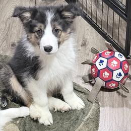 Rip - Tri-color male Border Collie puppy in Guffey, Colorado from Sunset Ridge